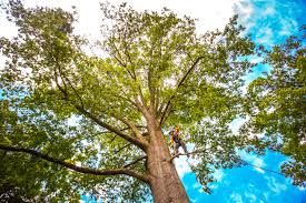 Best Tree Maintenance Programs  in Oakley, CA