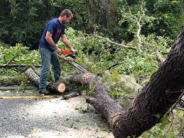 How Our Tree Care Process Works  in  Oakley, CA