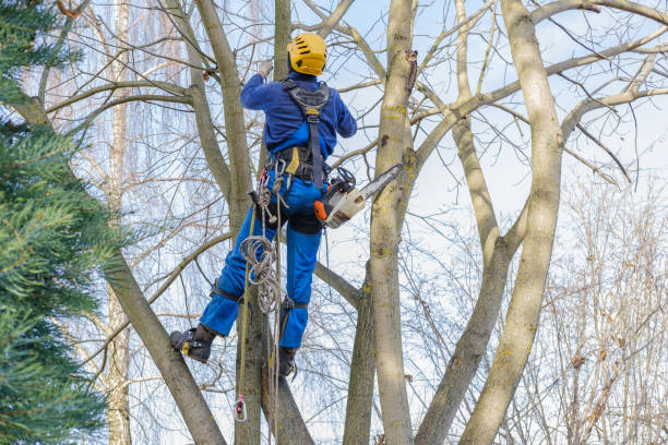 Trusted Oakley, CA Tree Services Experts