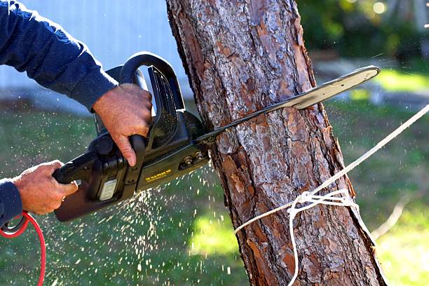 Best Palm Tree Trimming  in Oakley, CA