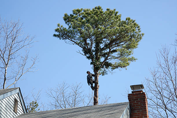 Tree and Shrub Care in Oakley, CA