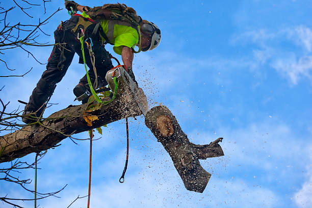 Best Emergency Tree Removal  in Oakley, CA