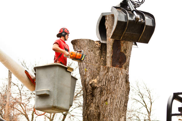 Best Leaf Removal  in Oakley, CA